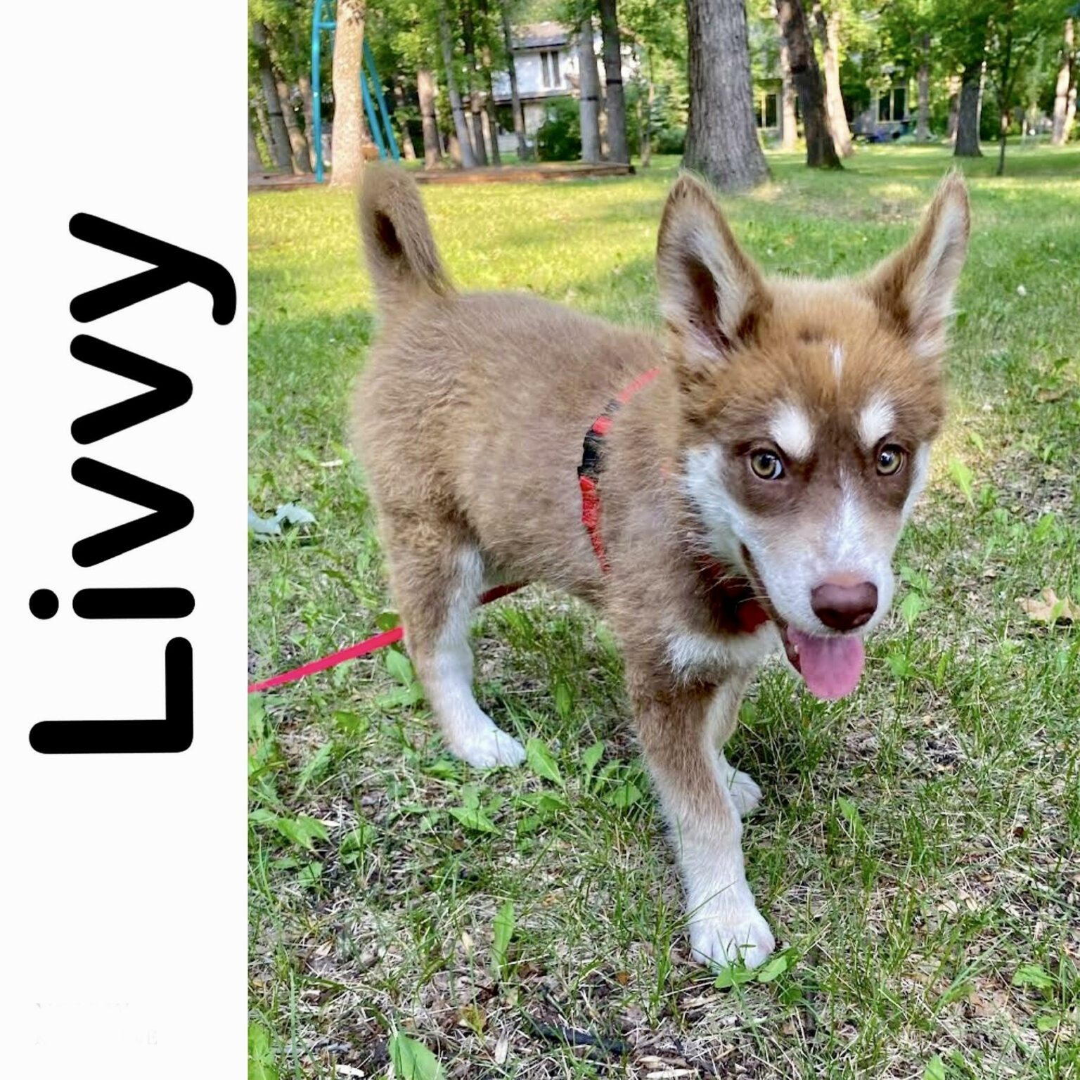 Livvy Manitoba Mutts Dog Rescue
