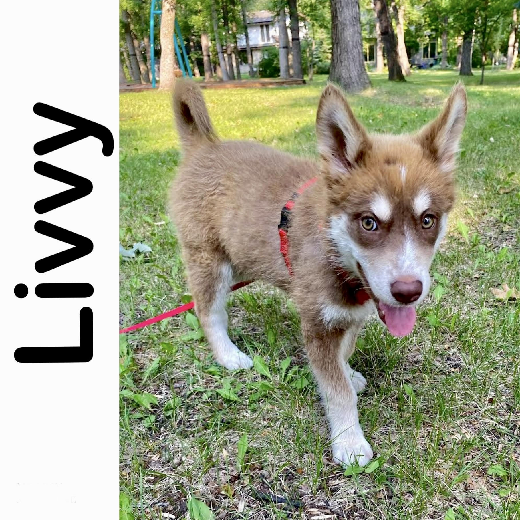 Livvy Manitoba Mutts Dog Rescue