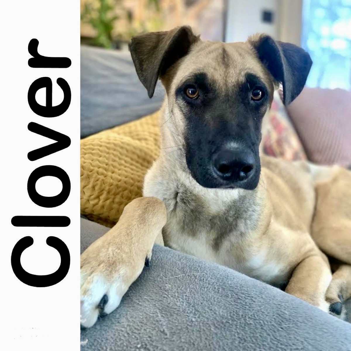 Clover Manitoba Mutts Dog Rescue