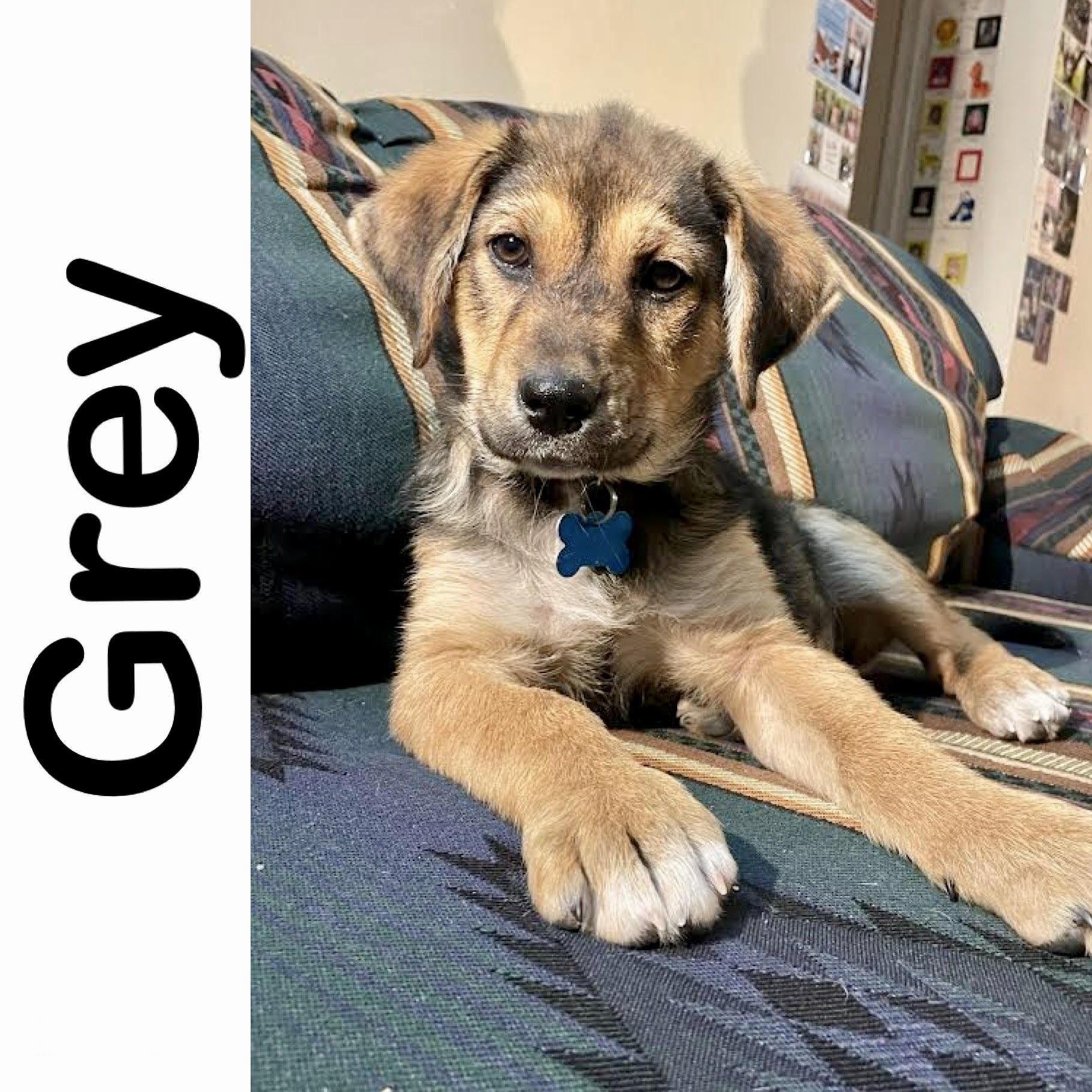 Grey Manitoba Mutts Dog Rescue