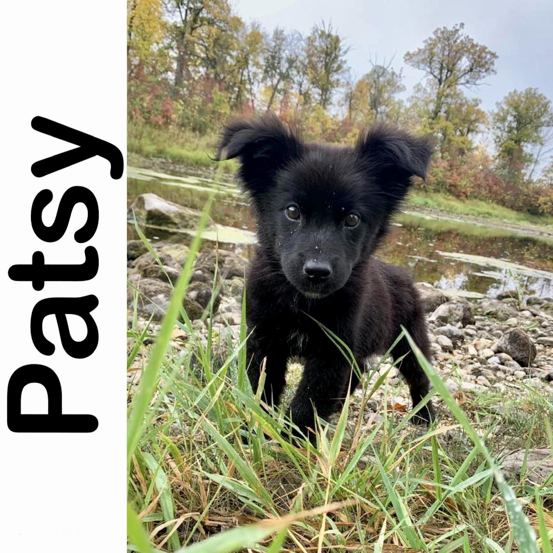Patsy Manitoba Mutts Dog Rescue