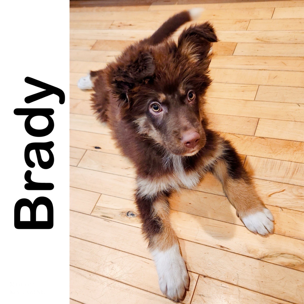 Brady Manitoba Mutts Dog Rescue