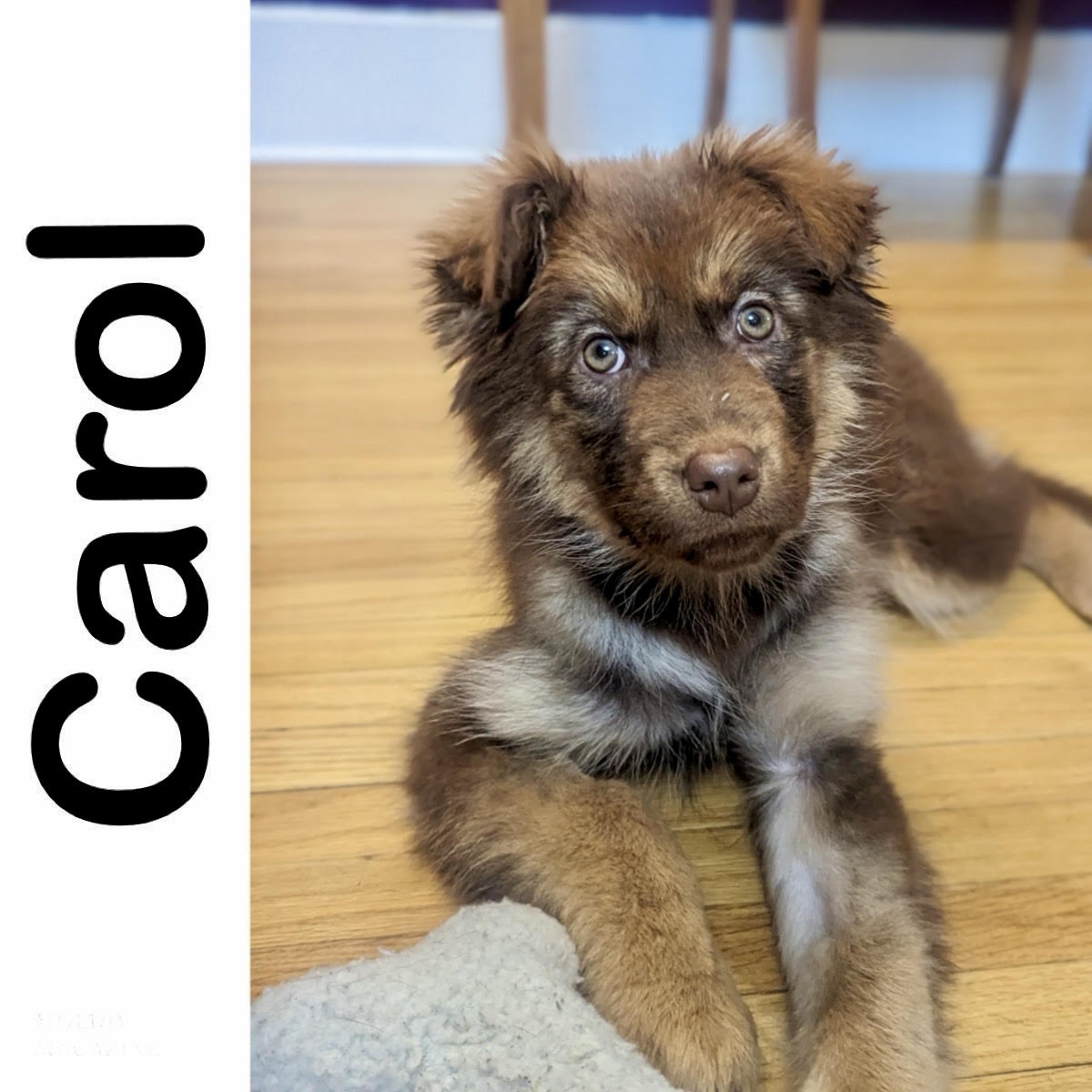 Carol - Manitoba Mutts Dog Rescue