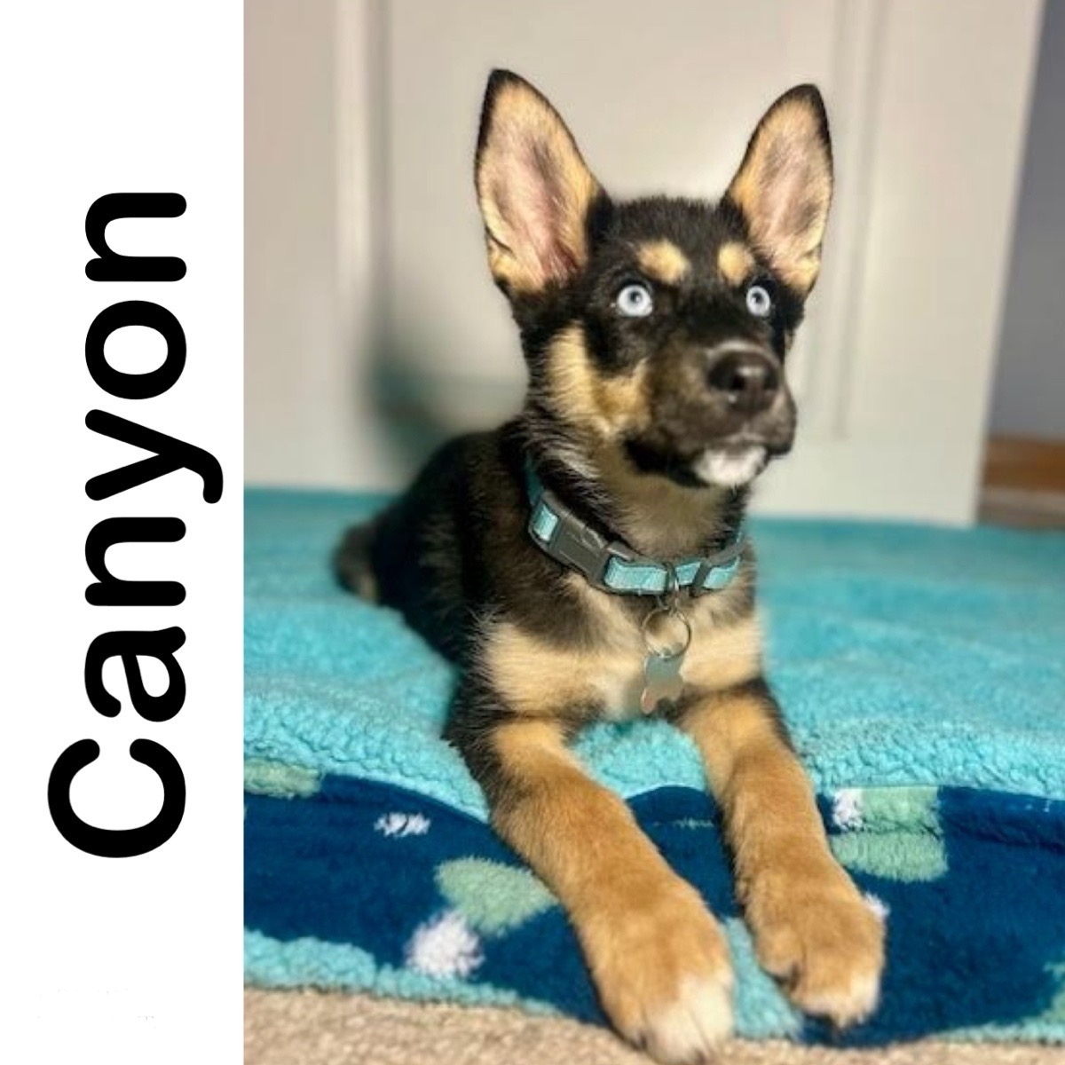Canyon - Manitoba Mutts Dog Rescue