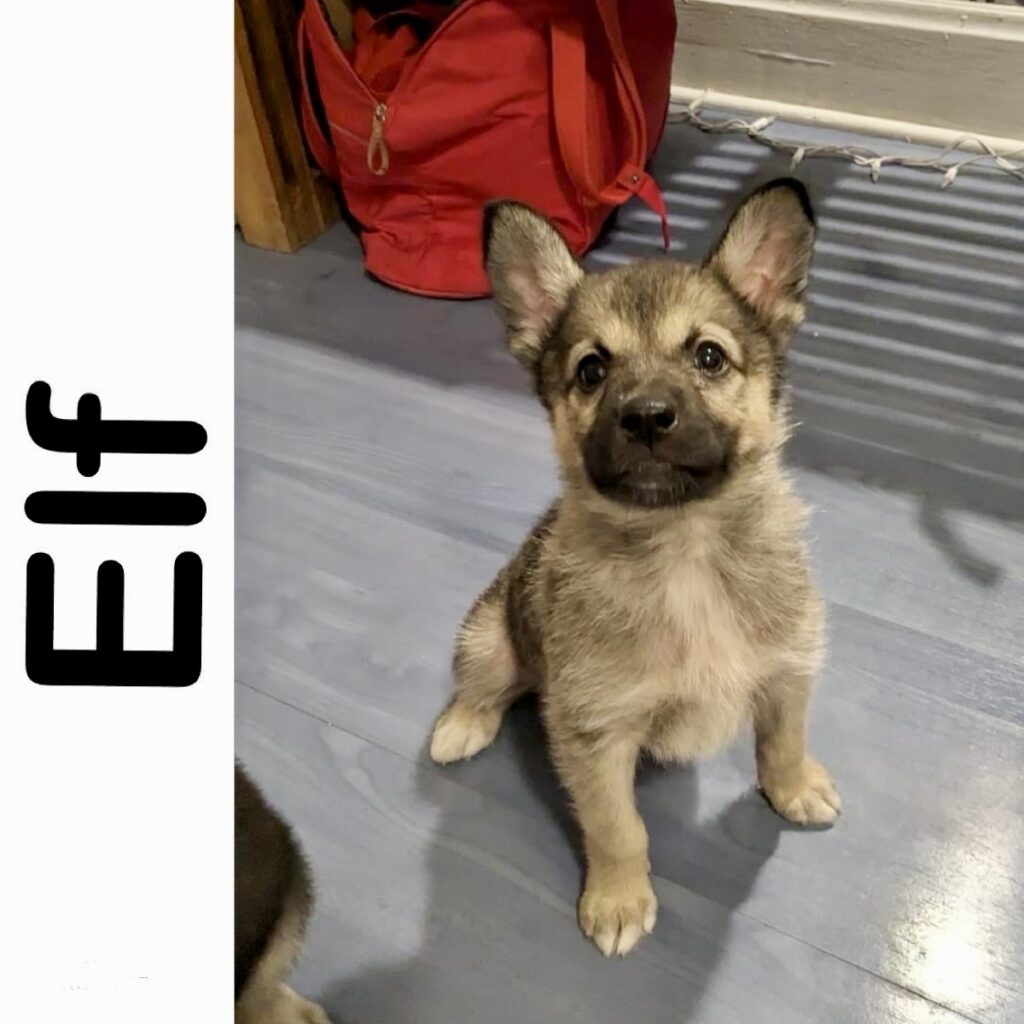 elf-manitoba-mutts-dog-rescue