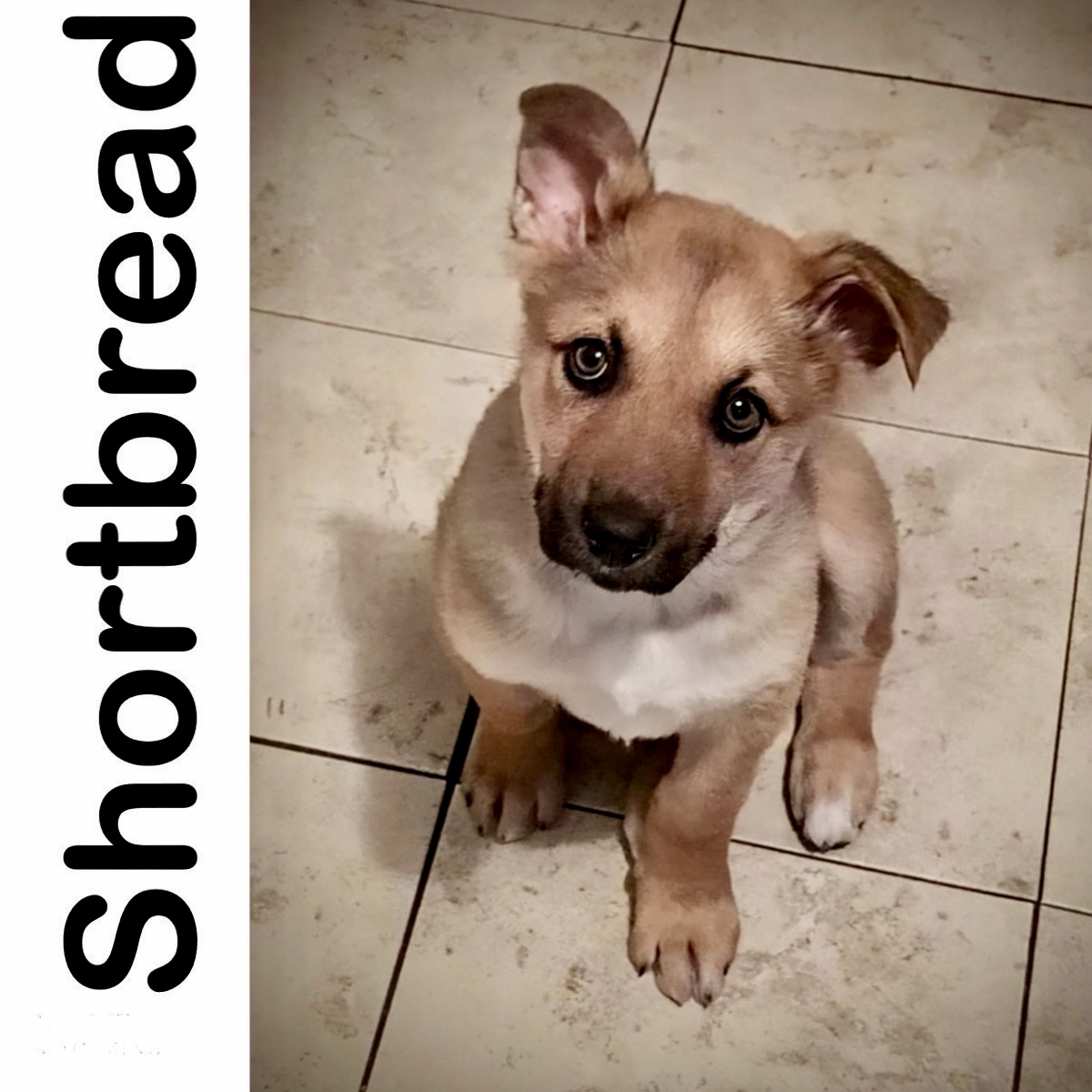 Shortbread Manitoba Mutts Dog Rescue