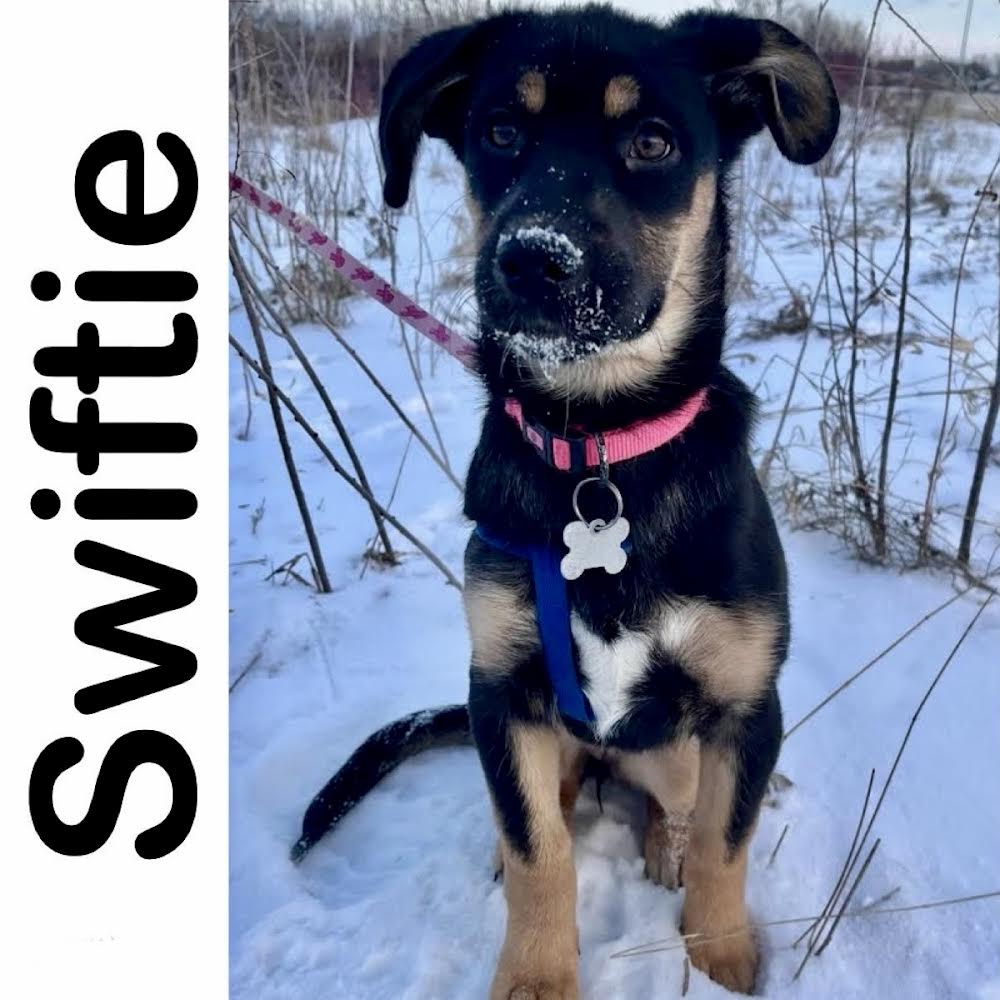 Swiftie Manitoba Mutts Dog Rescue