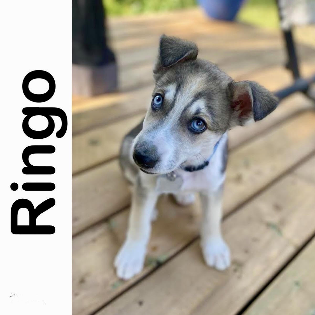Ringo - Manitoba Mutts Dog Rescue