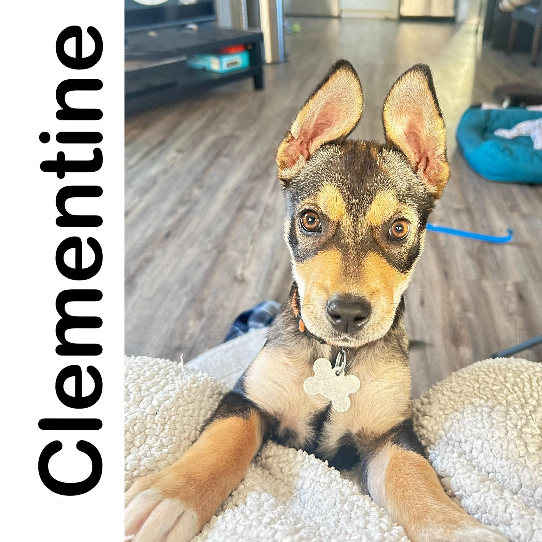 Clementine Manitoba Mutts Dog Rescue