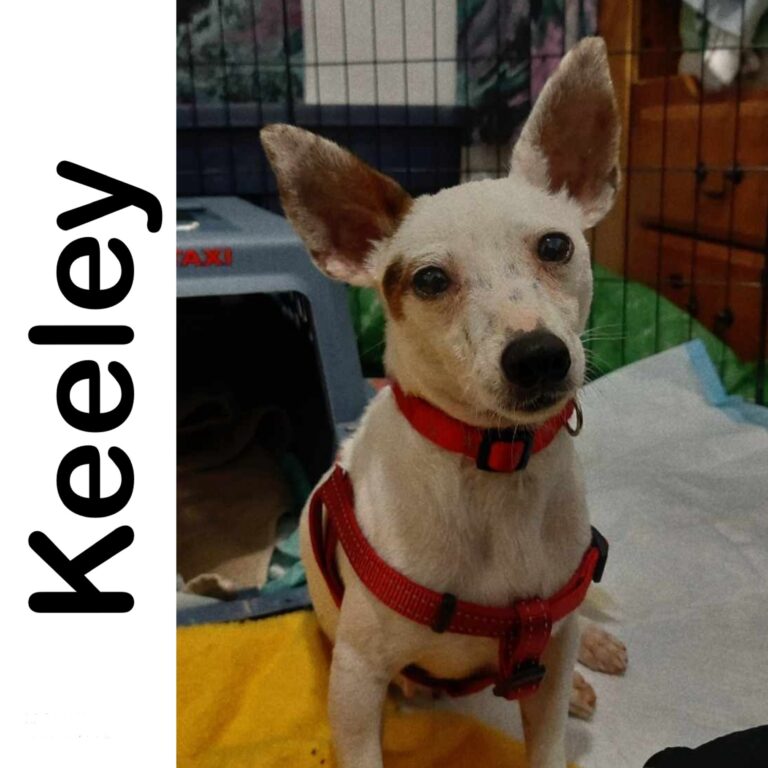 Keeley Manitoba Mutts Dog Rescue