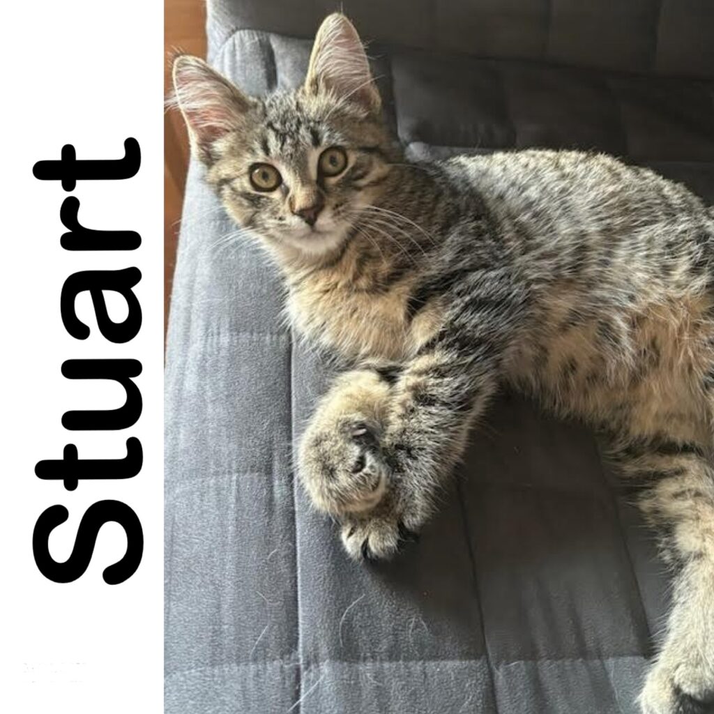 Stuart - Manitoba Mutts Dog Rescue