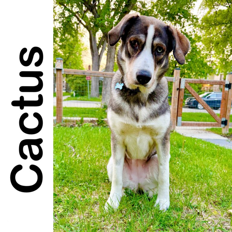 Cactus Manitoba Mutts Dog Rescue
