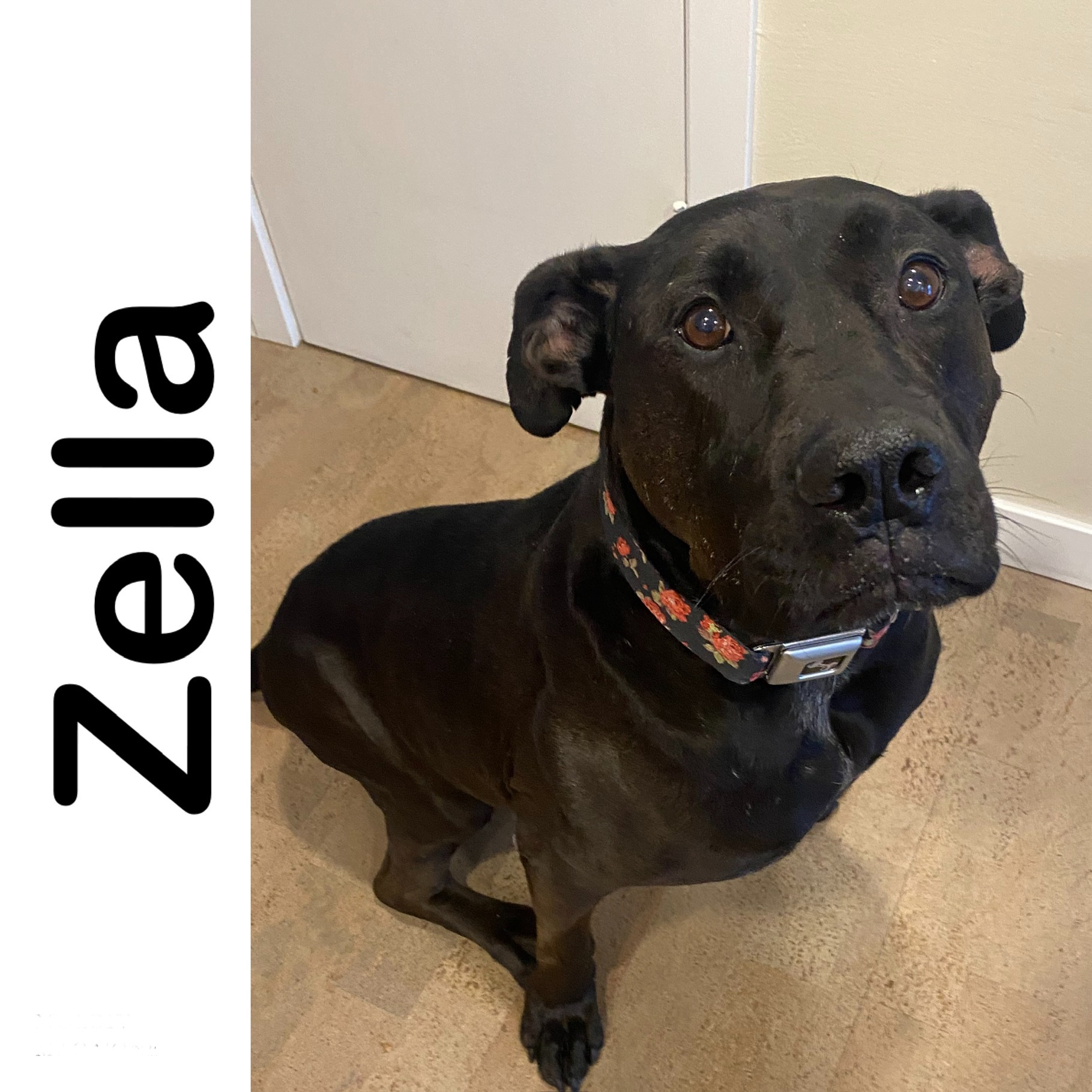 zella-adoption-fee-waived-manitoba-mutts-dog-rescue